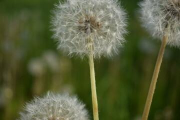 Одуванчики