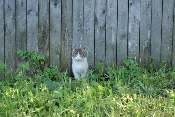Деревенский кот