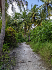 Tropical forest walk path, road between palm coconut trees, exotic island vegetation. travel holiday vacation