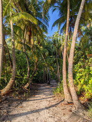 Tropical forest walk path, road between palm coconut trees, exotic island vegetation. travel holiday vacation