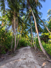 Obraz premium Tropical forest walk path, road between palm coconut trees, exotic island vegetation. travel holiday vacation