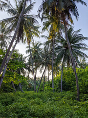 Fototapeta na wymiar Tropical forest walk path, road between palm coconut trees, exotic island vegetation. travel holiday vacation