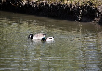 Ptactwo na stawie w parku