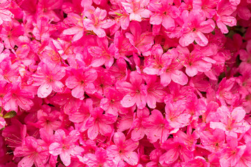 Rhododendron esmeralda in full bloom.