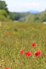 Red poppies in a meadow against a blurry landscape