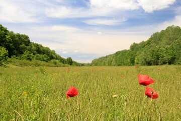 Meadow with red poppies on the bank of the Kamchia river (Bulgaria)