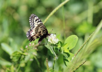 Butterfly Zerynthia polyxena on Aristolochia close-up