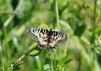 Butterfly Zerynthia polyxena on Aristolochia close-up