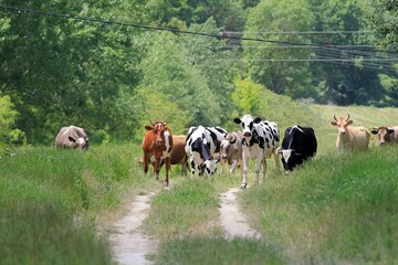 A herd of colorful cows grazing in a meadow