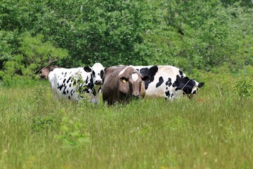 A herd of colorful cows grazing in a meadow