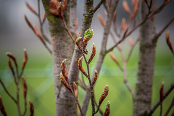 buds of a willow