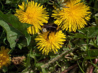 bee on a dandelion
