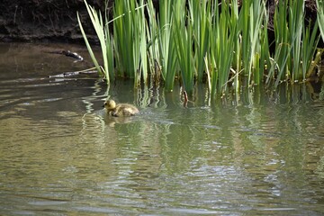 Mlode gesi piskleta plywajace w stawie © Iwona