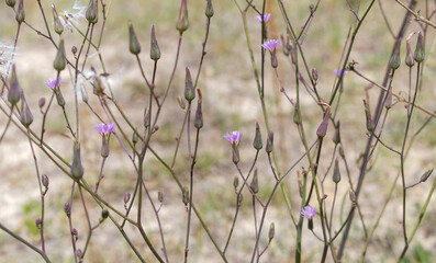 (Lactuca graminifolia) the grassleaf lettuce is a North American species of wild lettuce. stem bears a multibranched inflorescence with many purple flower heads.  White fluffy seed heads visible