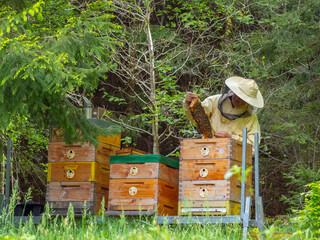 Beekeeper works in a hive - adds frames, watching bees