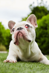 Fototapeta premium French bulldog with nictitating membrane
