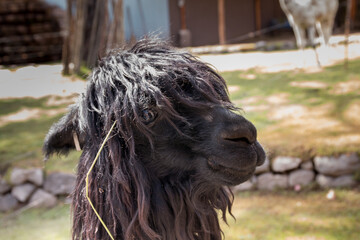 Cusco alpaca