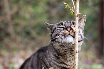 Katze 