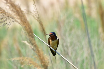 A small bird perched in the wetlands