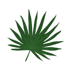 branch leaves nature