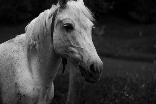 Wild horse at the nature. Black and white photo of a horse. 
