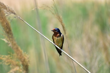 A small bird perched in the wetlands