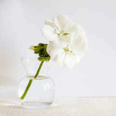 Single stem of white geranium flowers against a plain white background; simple composition of a white flower with copy space beside.