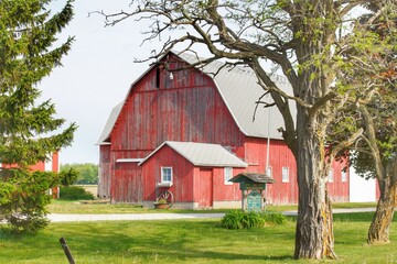 French Road's Centennial Reds I