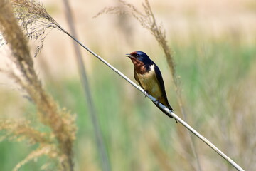 a small swallow perched in the wetlands