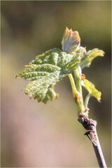 jeune feuille de vigne
