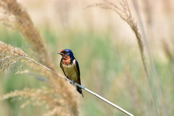 a small swallow perched in the wetlands