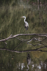 Grey heron on perch over river brown green colours
