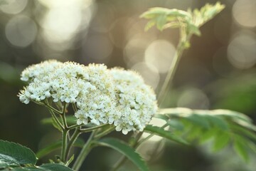 Blooming rowan bokeh background, flowers and sunrise bokeh