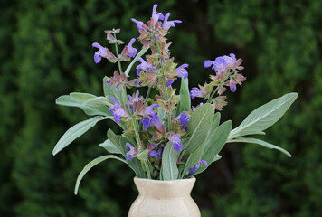 Salvia officinalis plant, also called common sage or culinary sage, with flowering twigs and purplish flowers