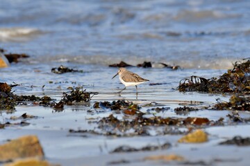 sandpiper at seaside in Brittany France