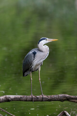 Portrait of grey heron with green background 