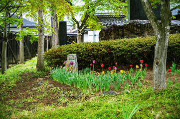 日本庭園のチューリップ咲く春