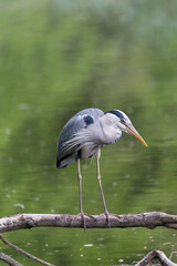 Detailed portrait of grey heron sitting on wood with green background