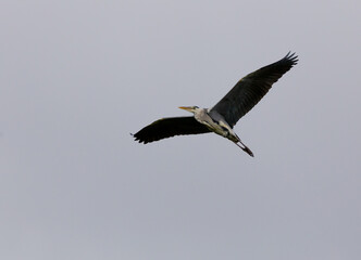 Fototapeta na wymiar Flying grey heron with blue grey sky