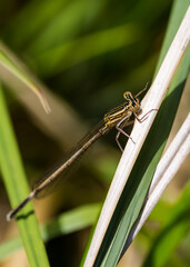 Dragonfly in golden colour on brown green leaves macro