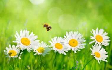 Fototapeta na wymiar Summer Background with Bee collects nectar