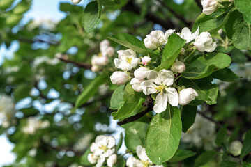 White flowers of the apple tree. Blooming apple tree. Apple blossom.