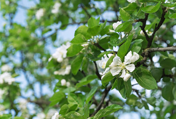 White flowers of the apple tree. Blooming apple tree. Apple blossom.