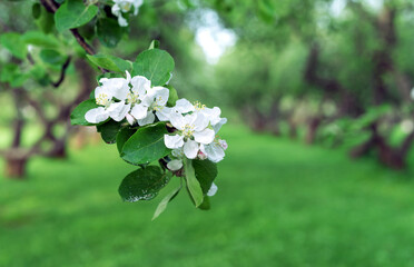 Branch with a blossoming apple tree against the background of an orchard.