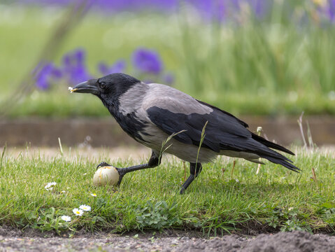 Carrion crow eating egg with joy at meadow with violet flowers in the background