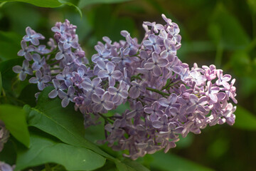 Bright blooms of spring Purple lilac as background. Syringa vulgaris, the lilac or common lilac, is a species of flowering plant in the olive family Oleaceae. Copy space for text