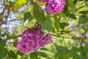 Bright blooms of spring Purple lilac as background. Syringa vulgaris, the lilac or common lilac, is a species of flowering plant in the olive family Oleaceae. Copy space for text