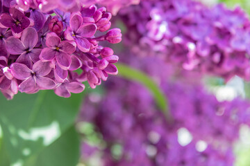 Bright blooms of spring Purple lilac as background. Syringa vulgaris, the lilac or common lilac, is a species of flowering plant in the olive family Oleaceae. Copy space for text