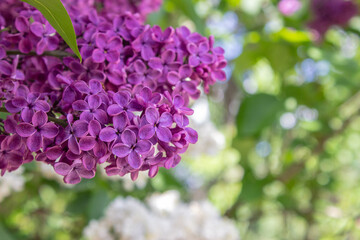 Bright blooms of spring Purple lilac as background. Syringa vulgaris, the lilac or common lilac, is a species of flowering plant in the olive family Oleaceae. Copy space for text