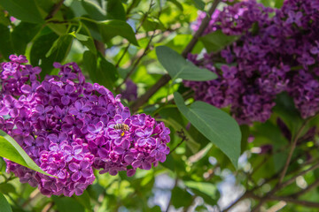 Fototapeta na wymiar Honey bee apis mellifera on flower while collecting pollen on Purple lilac. Syringa vulgaris, the lilac or common lilac, is a species of flowering plant in the olive family Oleaceae. Copy space 